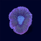 Multicolour Lobo - A45