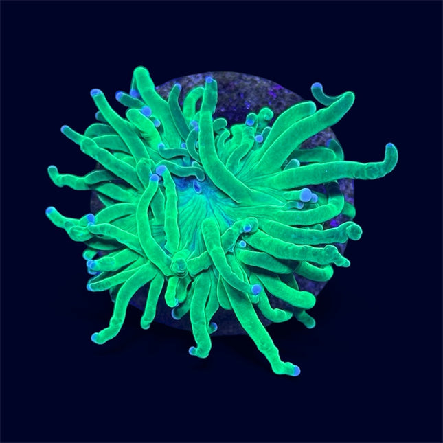 Neon Green Torch - A46