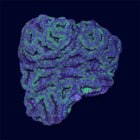 Green Micromussa Colony - A46