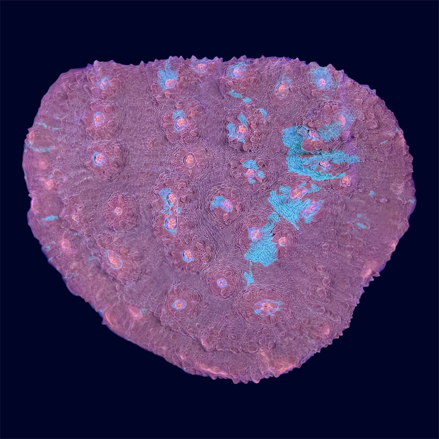 Grafted Chalice - A47