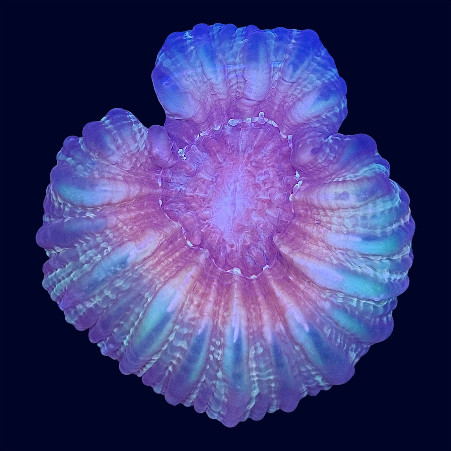 Multicolour Cynarina - A47