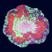 Multicolour Trachy - A47