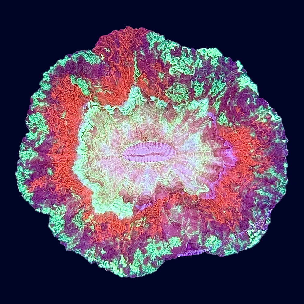 Multicolour Trachy - A47