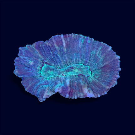 Green/Blue Pectinia - A49