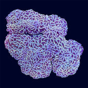 Rainbow Wall Hammer - A50