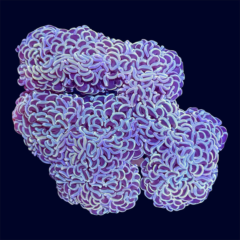 Rainbow Wall Hammer - A50