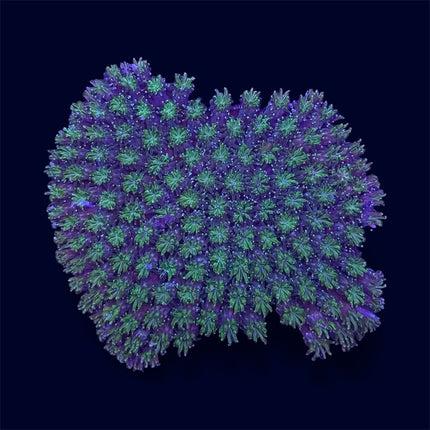 Green Galaxy Coral - A50