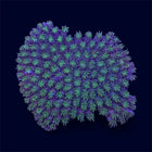 Green Galaxy Coral - A50