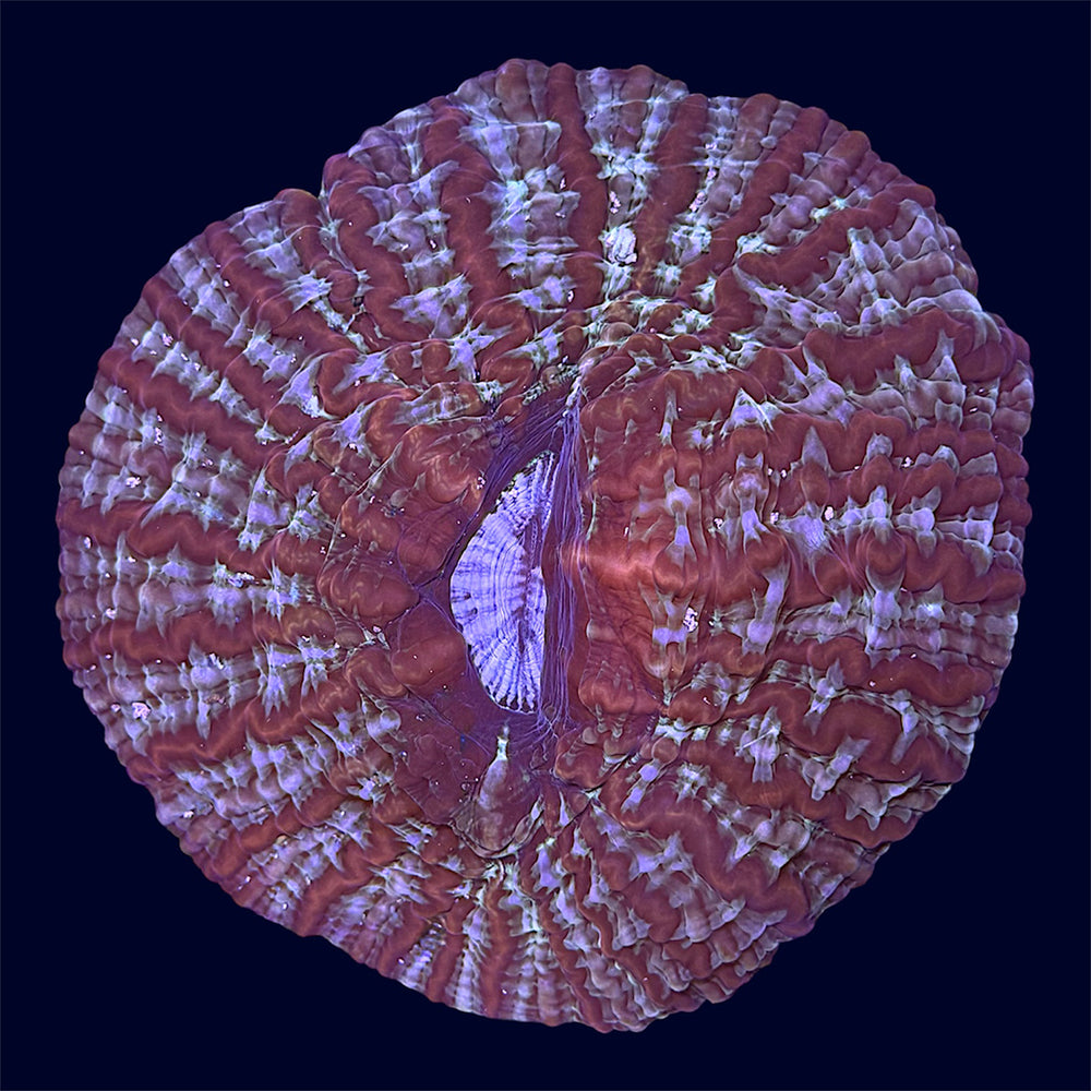 Multicolour Cynarina - A50