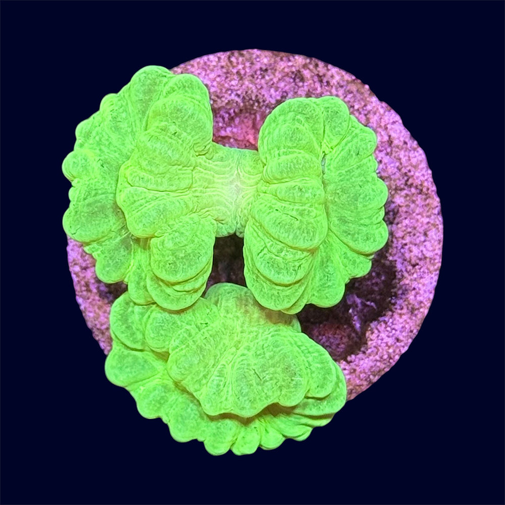 Kryptonite Candy Cane - A50