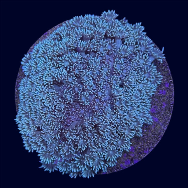 Green Goniopora Mini Colony - A51