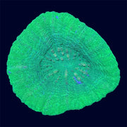 Green Scolymia - A51