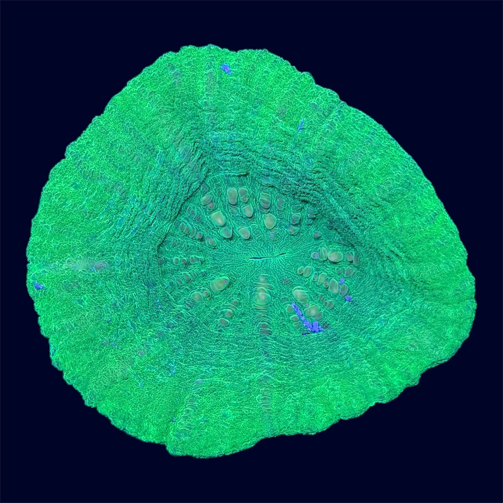 Green Scolymia - A51