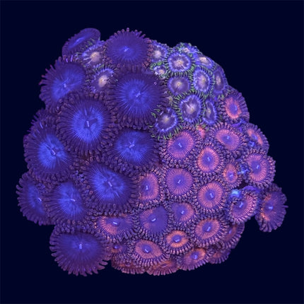 Zoa Combo Frag - A52
