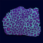 Christmas Favia - A52