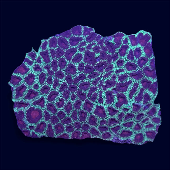 Christmas Favia - A52