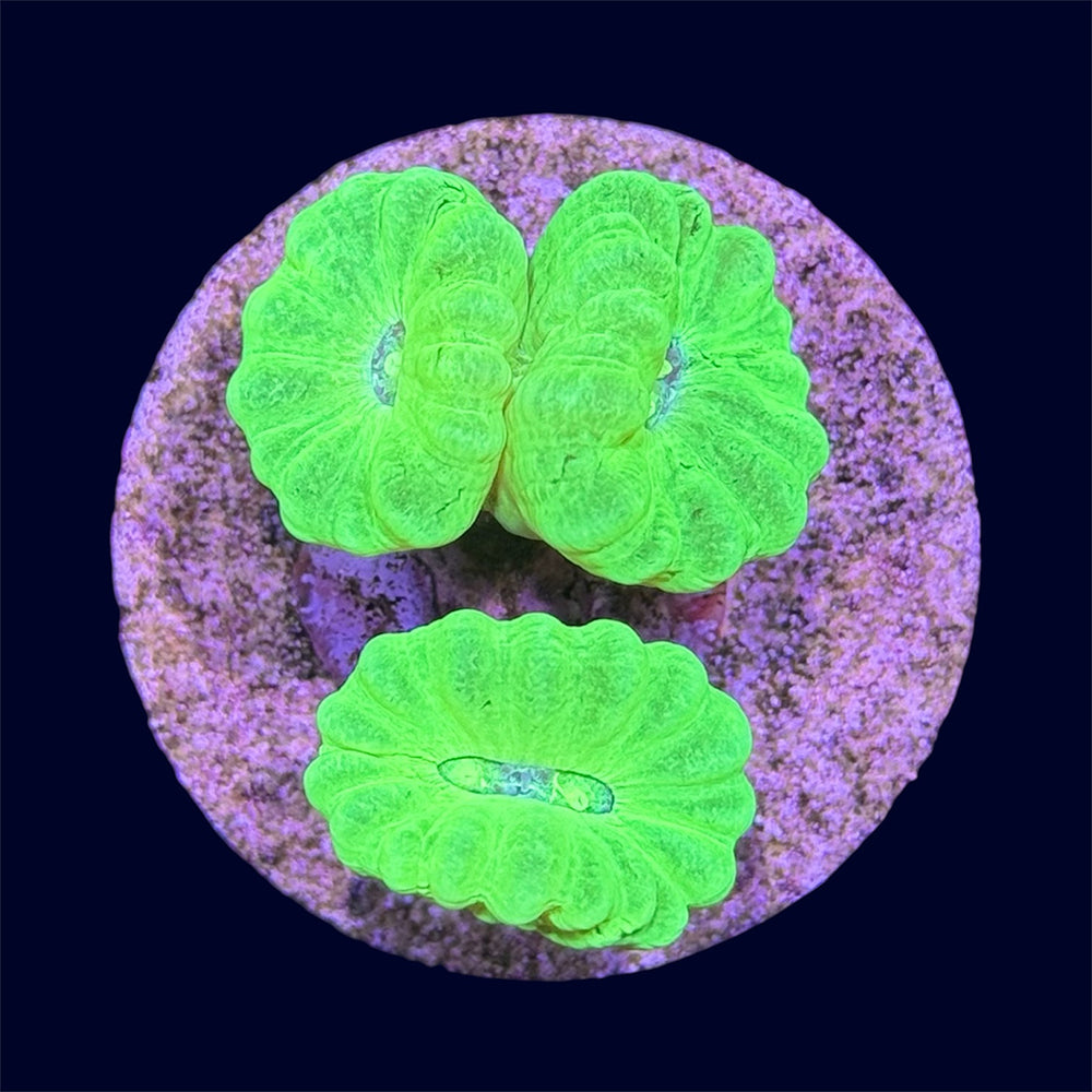 Kryptonite Candy Cane - A52
