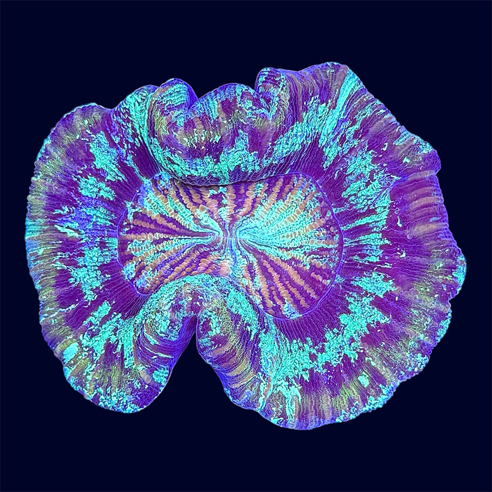 Multicolour Trachy - A52