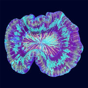 Multicolour Trachy - A52