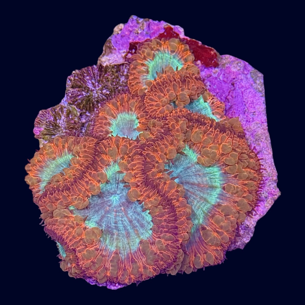 Ultra Blastomussa - A52