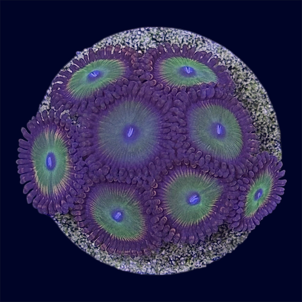 Candy Apple Red Zoa - A53