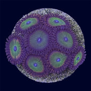 Candy Apple Red Zoa - A53