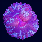 Multicolour Cynarina - A53