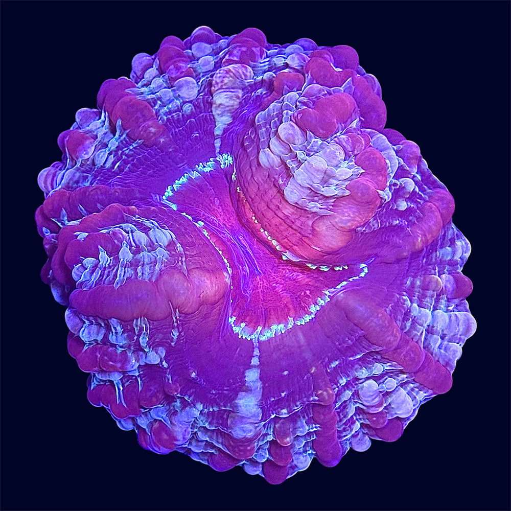 Multicolour Cynarina - A53