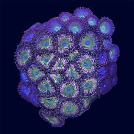 Zoa Combo Frag - A54