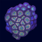 Zoa Combo Frag - A54