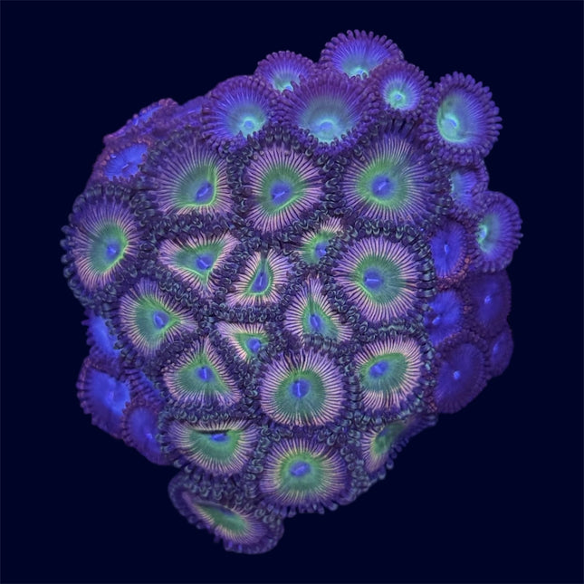 Zoa Combo Frag - A54