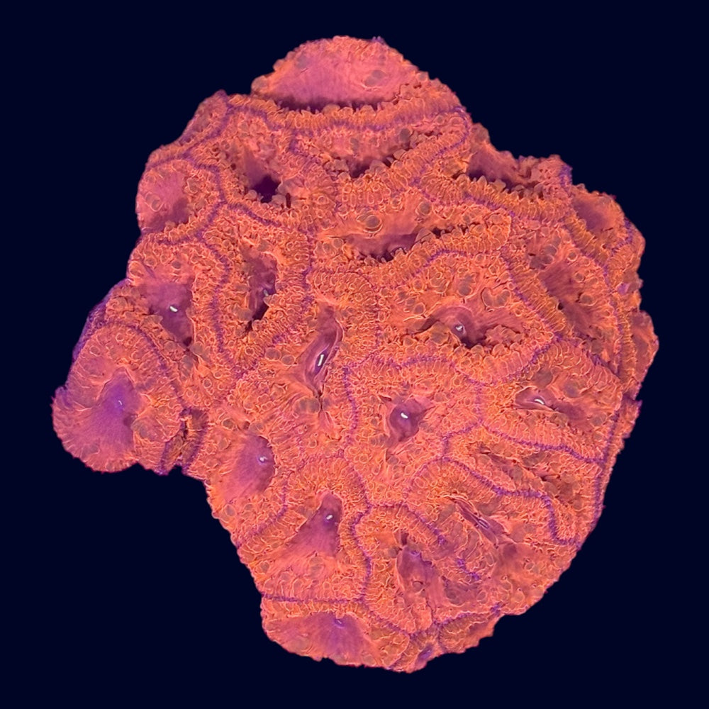 Ultra Blastomussa - A54