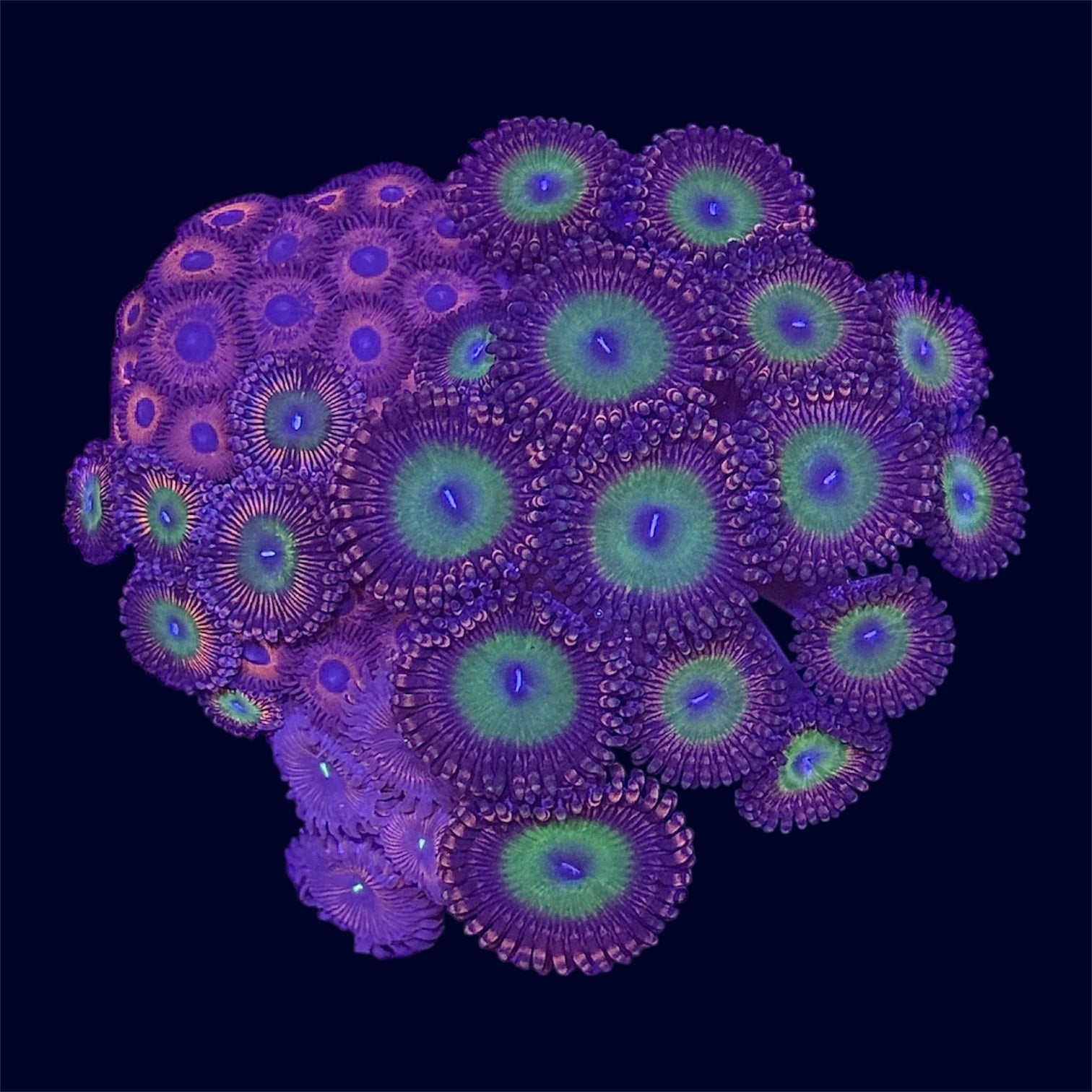 Zoa Combo Frag - A55