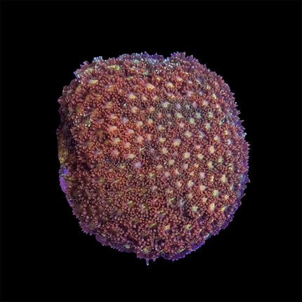 Micro Goni Frag - A55