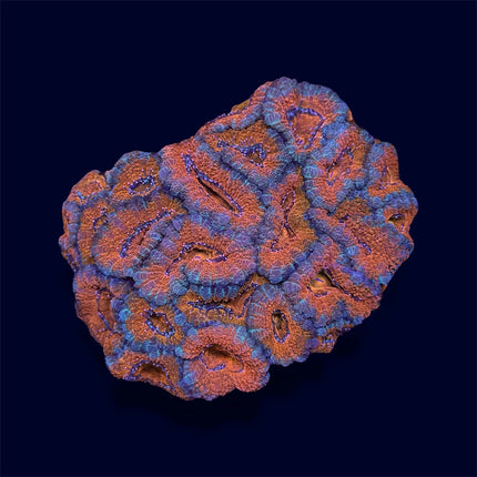 Bright Orange Micromussa Colony - A55