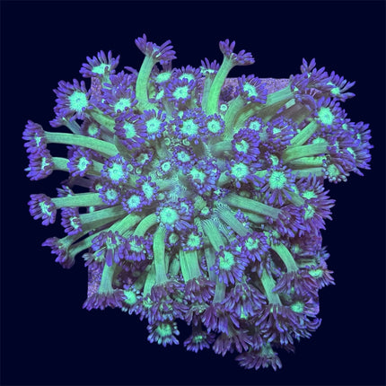 Yellow/Purple Goniopora Mini Colony - A55