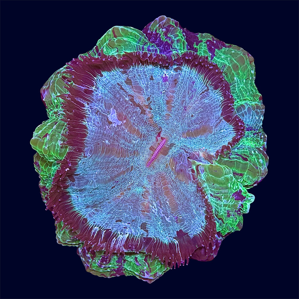 Green Acanthophyllia Donut - A55