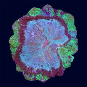 Green Acanthophyllia Donut - A55