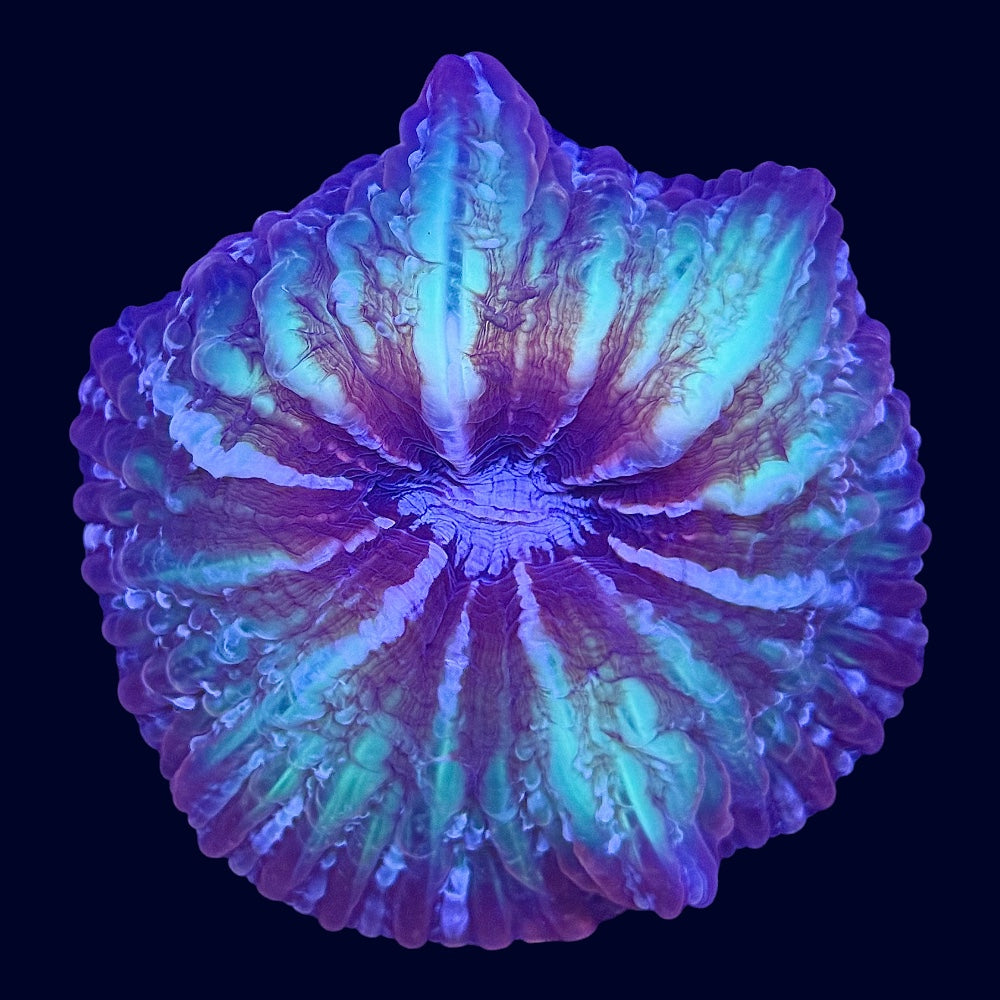 Multicolour Cynarina - A56
