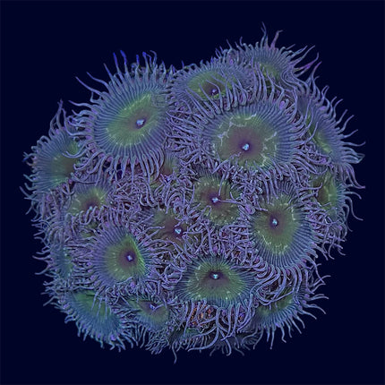 Captain Jerk Paly Frag - A56