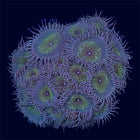 Captain Jerk Paly Frag - A56