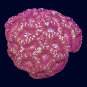 Micromussa Colony (A Grade) - A56