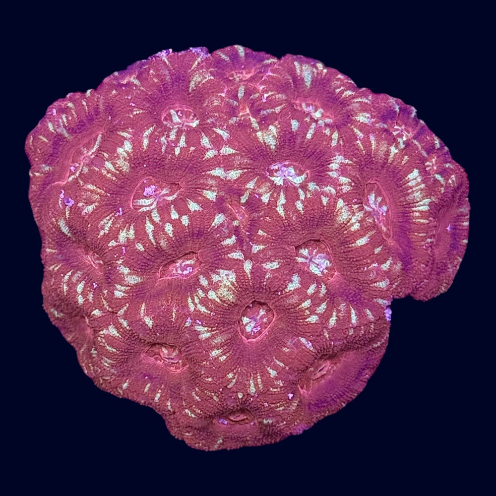 Micromussa Colony (A Grade) - A56