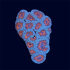 Green/Orange Micromussa - A57