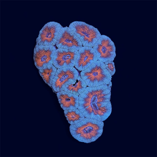 Green/Orange Micromussa - A57