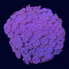 Dusty Pink Goniopora - A57