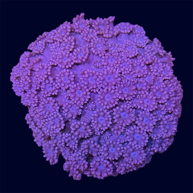 Dusty Pink Goniopora - A57