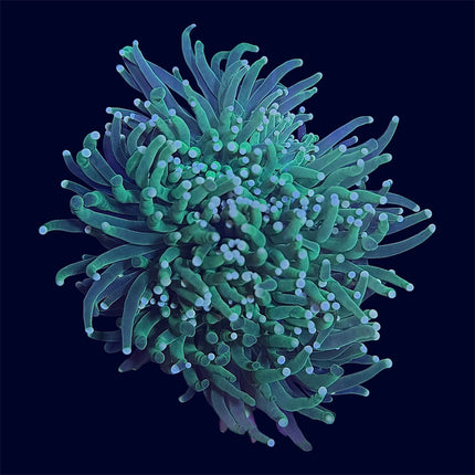 Neon Green Torch - A57