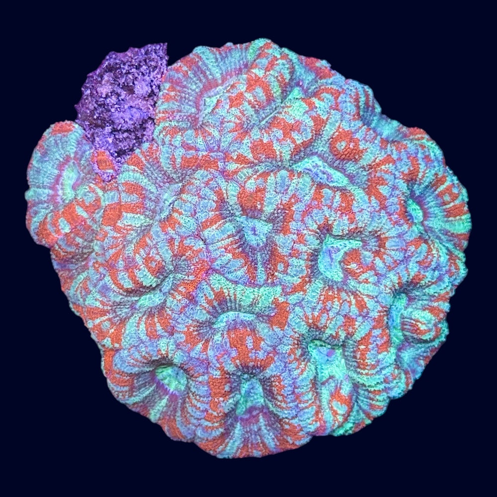 Micromussa Colony (A Grade) - A57