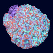 Micromussa Colony (A Grade) - A57